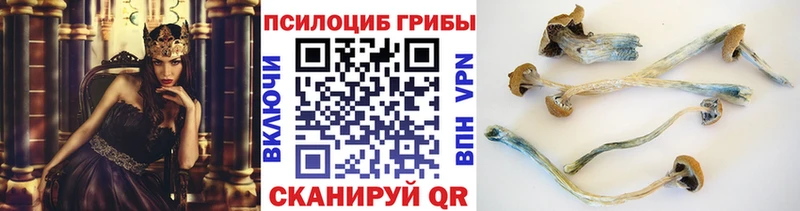 Купить закладки  Гусев  Галлюциногенные грибы мицелий 